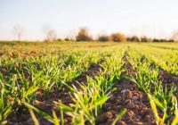 środki ochrony roślin