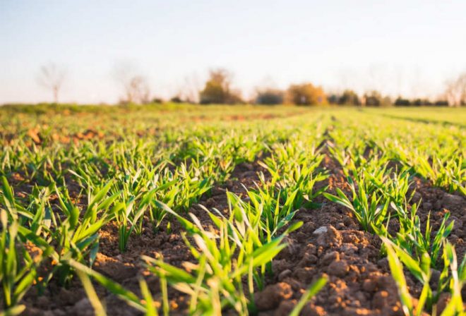 środki ochrony roślin