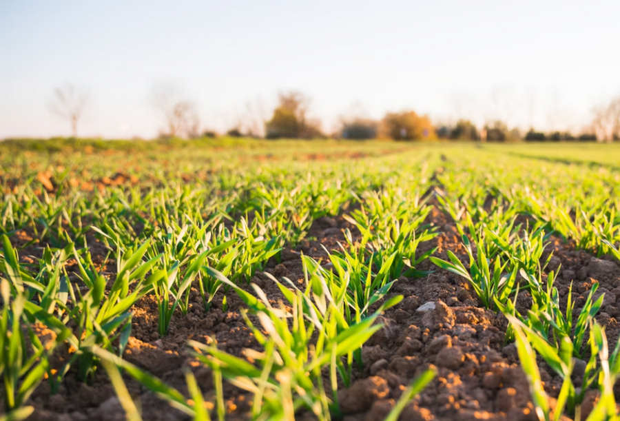 środki ochrony roślin